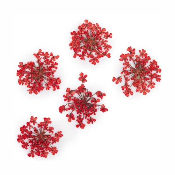 Világospiros szárított virágok