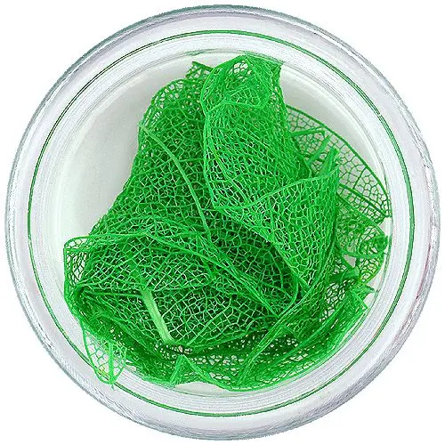 Sötétzöld levelek körmökre – szárított