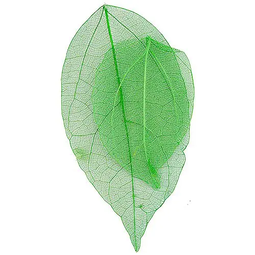 Világoszöld szárított levelek